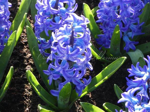 Гиацинт Аква (Hyacinthus Aqua) — фото 4