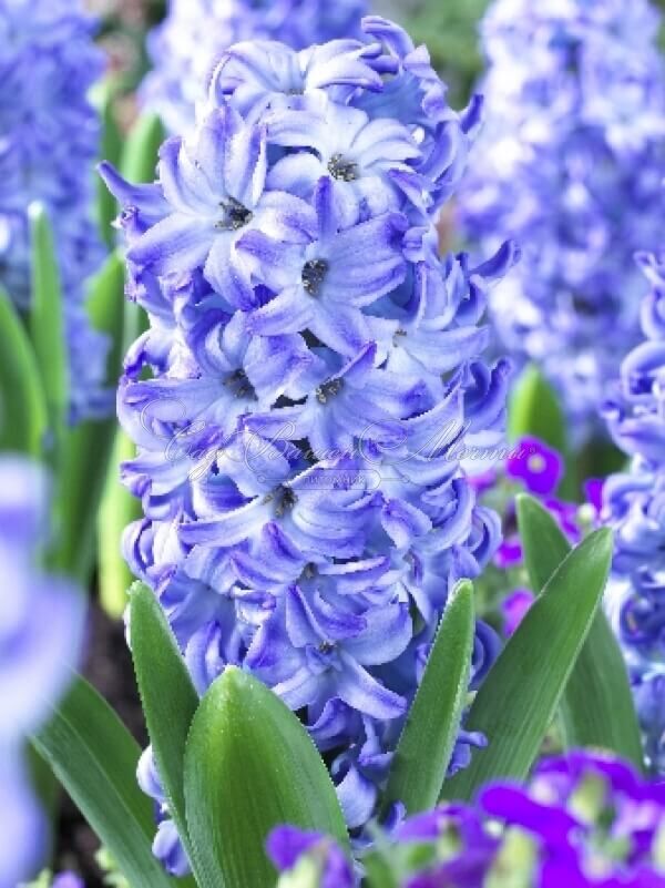 Гиацинт Аква (Hyacinthus Aqua) — фото 5