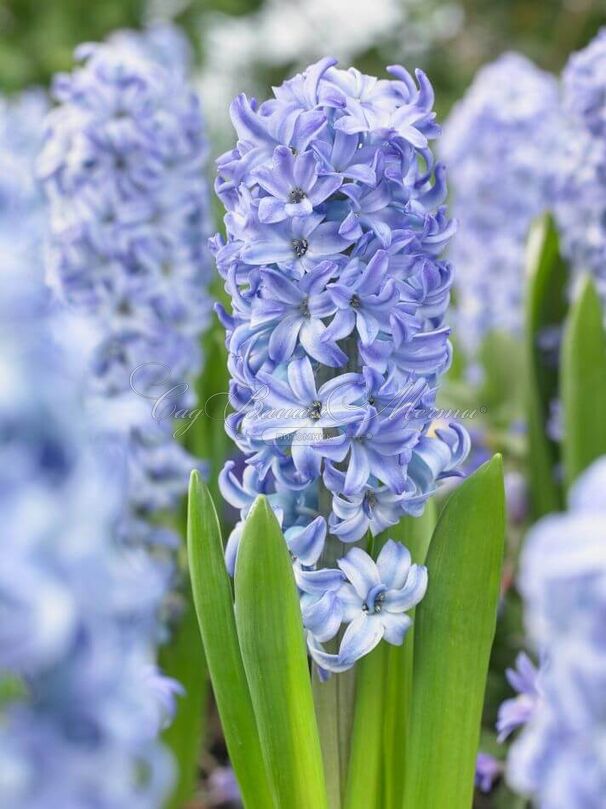 Гиацинт Аква (Hyacinthus Aqua) — фото 6