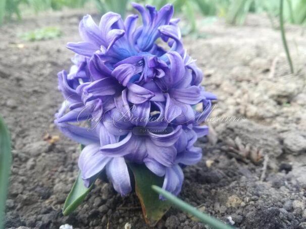 Гиацинт Аква (Hyacinthus Aqua) — фото 7