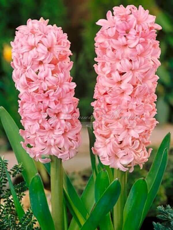 Гиацинт Аннабель (Hyacinthus Annabelle) — фото 2