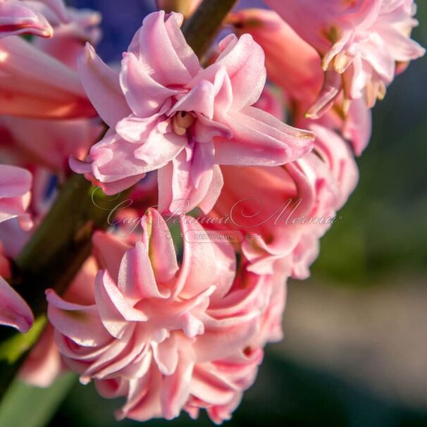Гиацинт Аннабель (Hyacinthus Annabelle) — фото 3