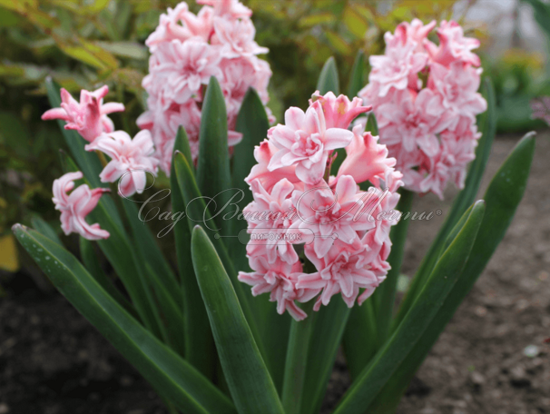 Гиацинт Аннабель (Hyacinthus Annabelle) — фото 4