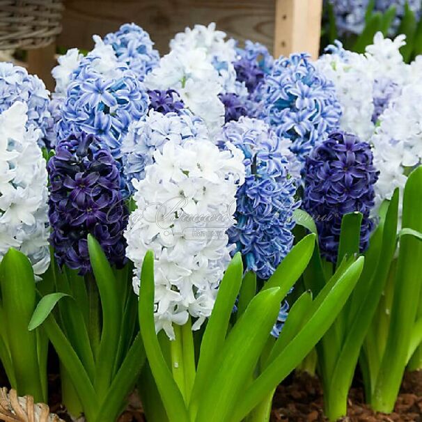 Гиацинт Блю Вотер Микс (Hyacinthus Blue Water Mix) — фото 2