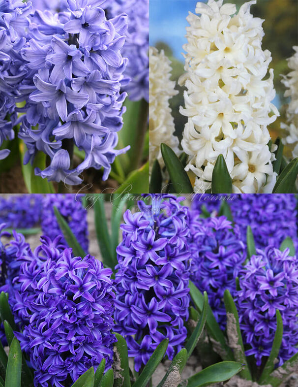 Гиацинт Блю Вотер Микс (Hyacinthus Blue Water Mix) — фото 4