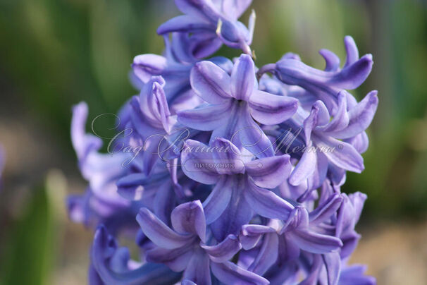 Гиацинт Блю Джекет (Hyacinthus Blue Jacket) — фото 2