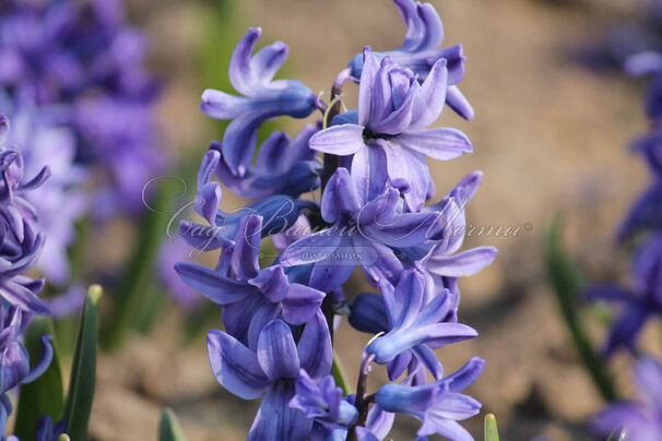 Гиацинт Блю Джекет (Hyacinthus Blue Jacket) — фото 3