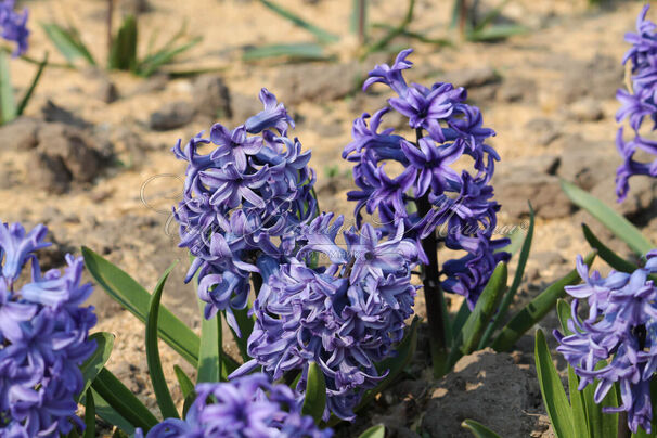 Гиацинт Блю Джекет (Hyacinthus Blue Jacket) — фото 4