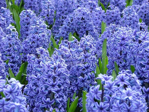 Гиацинт Блю Джекет (Hyacinthus Blue Jacket) — фото 5