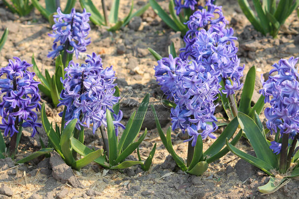 Гиацинт Блю Джекет (Hyacinthus Blue Jacket) — фото 6