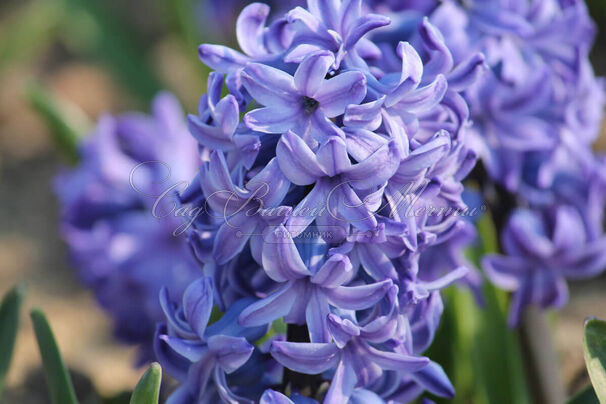 Гиацинт Блю Джекет (Hyacinthus Blue Jacket) — фото 7