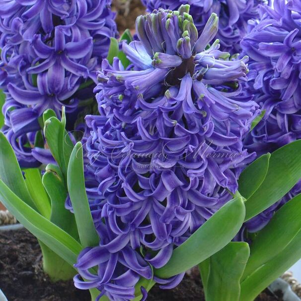 Гиацинт Блю Пёрл (Hyacinthus Blue Pearl) — фото 4