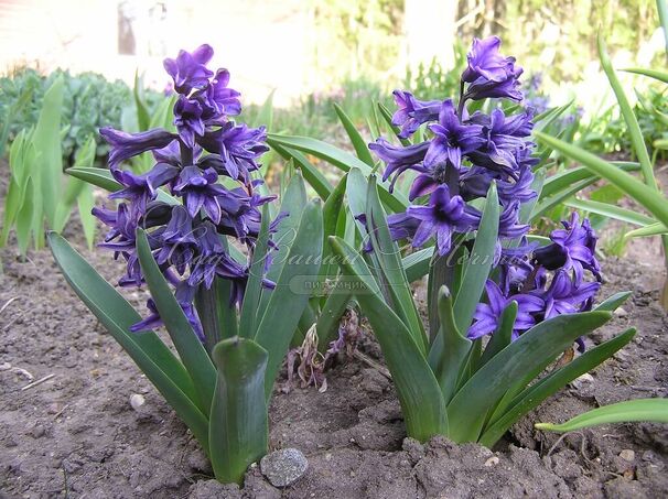 Гиацинт Блю Трофи (Hyacinthus Blue Trophy) — фото 2