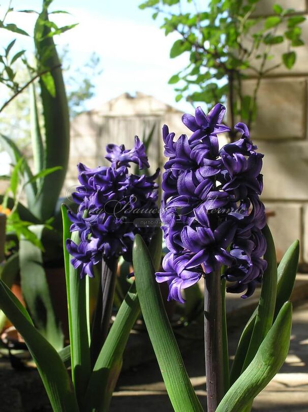 Гиацинт Блю Трофи (Hyacinthus Blue Trophy) — фото 3
