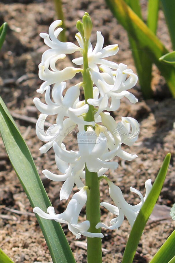 Гиацинт Вайт Пёрл (Hyacinthus White Pearl) — фото 4