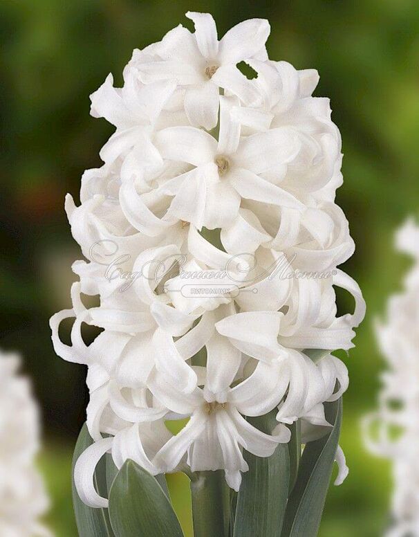 Гиацинт Вайт Пёрл (Hyacinthus White Pearl) — фото 5