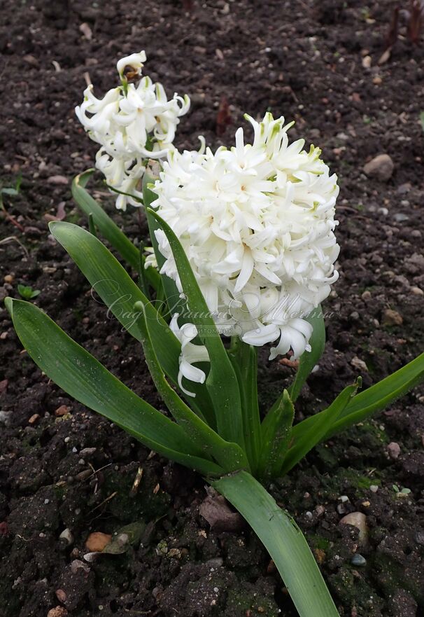 Гиацинт Вайт Пёрл (Hyacinthus White Pearl) — фото 10