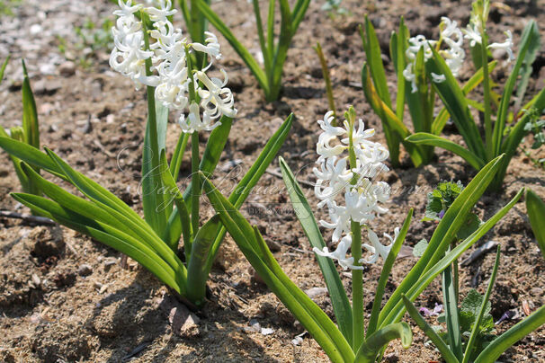 Гиацинт Вайт Пёрл (Hyacinthus White Pearl) — фото 11