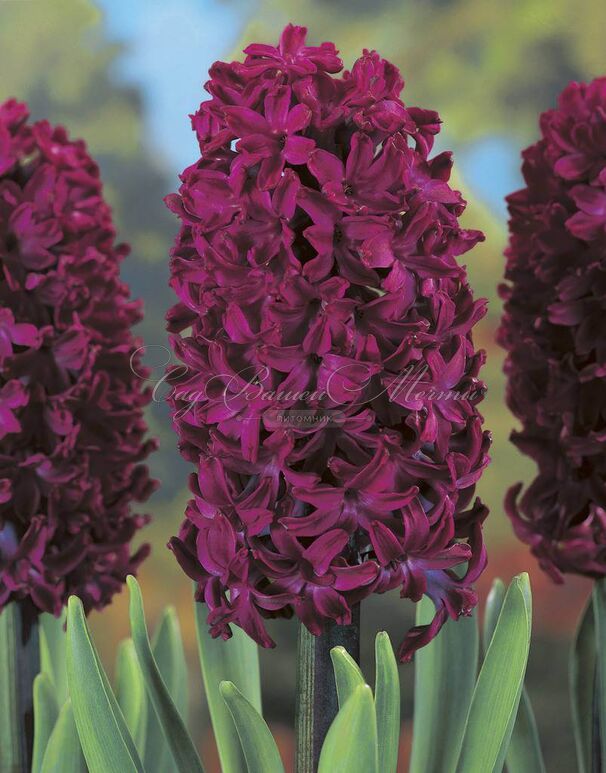 Гиацинт Вудсток (Hyacinthus Woodstock) — фото 3