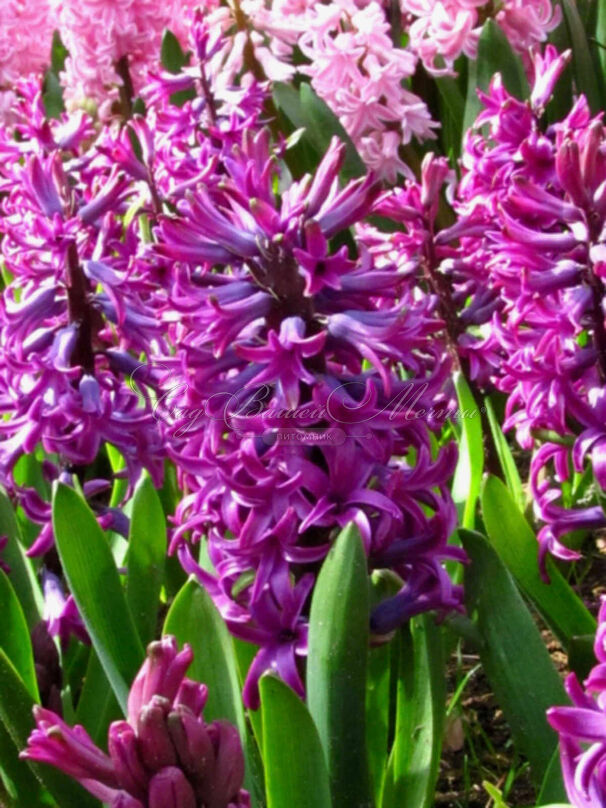 Гиацинт Вудсток (Hyacinthus Woodstock) — фото 4