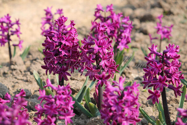 Гиацинт Вудсток (Hyacinthus Woodstock) — фото 5