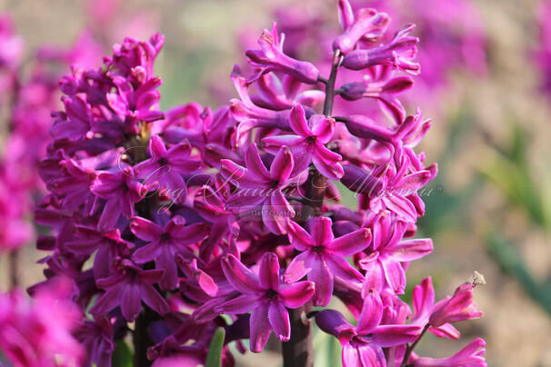 Гиацинт Вудсток (Hyacinthus Woodstock) — фото 6
