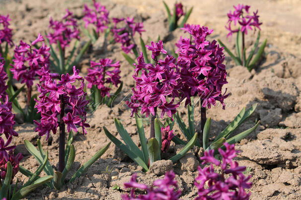 Гиацинт Вудсток (Hyacinthus Woodstock) — фото 7