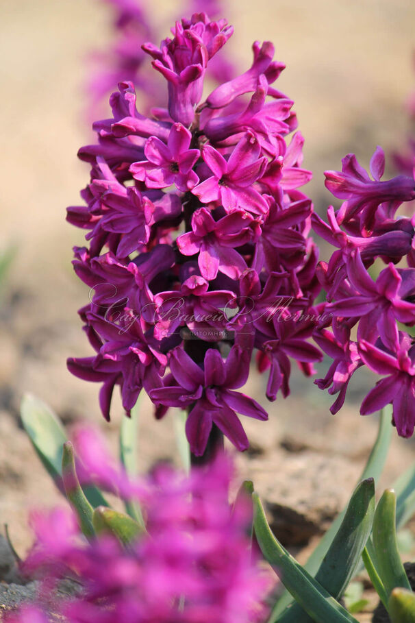 Гиацинт Вудсток (Hyacinthus Woodstock) — фото 8