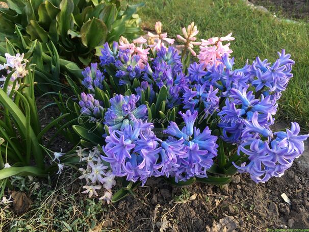 Гиацинт Дельфт Блю (Hyacinthus Delft Blue) — фото 3