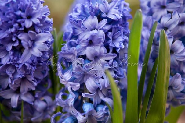 Гиацинт Дельфт Блю (Hyacinthus Delft Blue) — фото 4