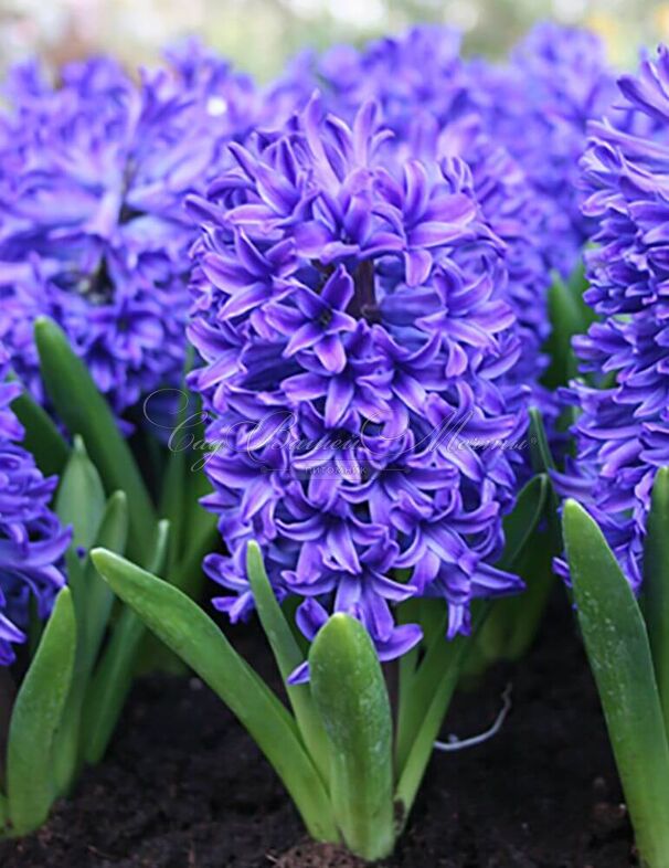 Гиацинт Дельфт Блю (Hyacinthus Delft Blue) — фото 5