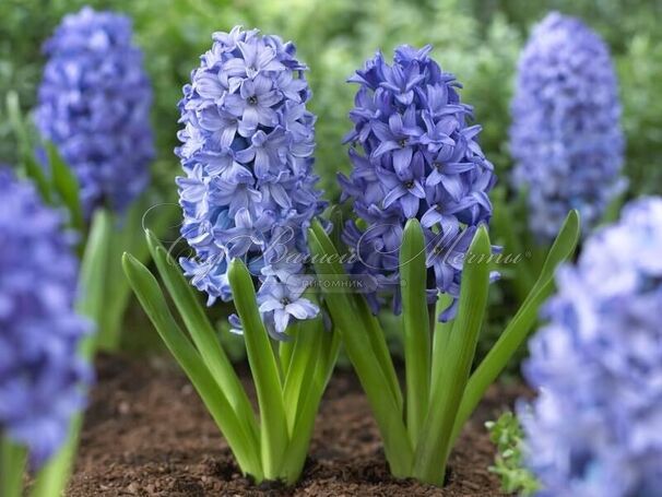 Гиацинт Дельфт Блю (Hyacinthus Delft Blue) — фото 6