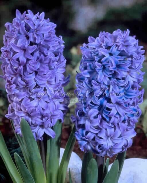 Гиацинт Дельфт Блю (Hyacinthus Delft Blue) — фото 7