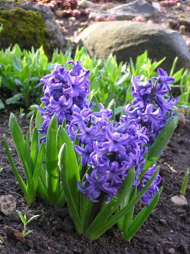 Гиацинт Дельфт Блю (Hyacinthus Delft Blue) — фото 8