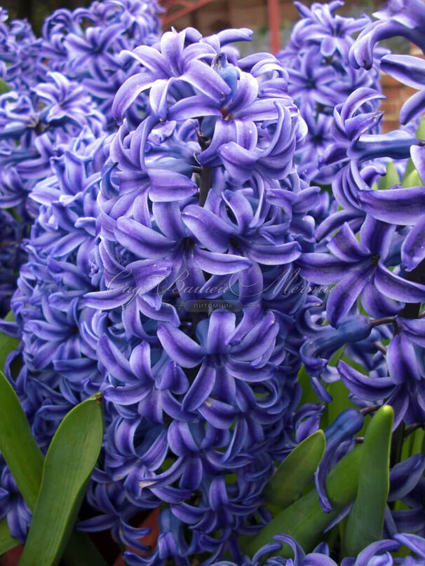 Гиацинт Дельфт Блю (Hyacinthus Delft Blue) — фото 9