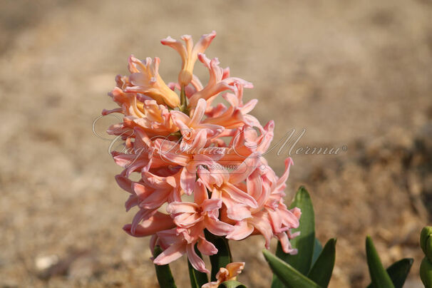 Гиацинт Джипси Кyин (Hyacinthus Gipsy Queen) — фото 3