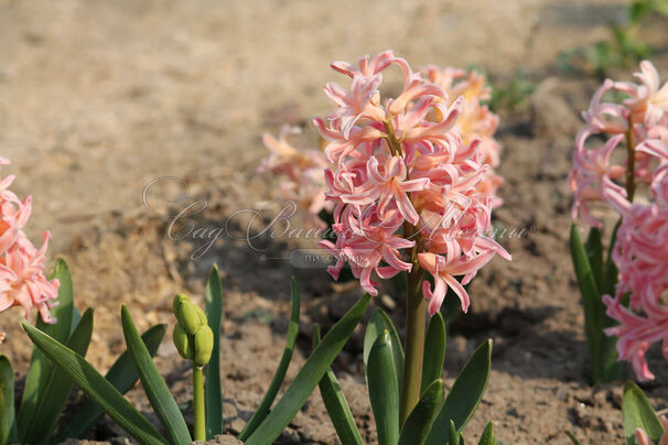 Гиацинт Джипси Кyин (Hyacinthus Gipsy Queen) — фото 4