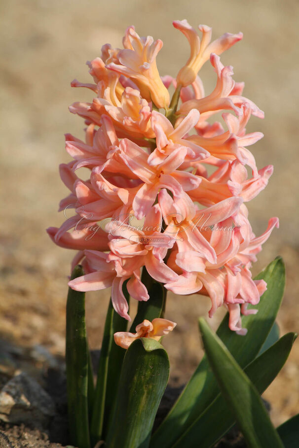 Гиацинт Джипси Кyин (Hyacinthus Gipsy Queen) — фото 5