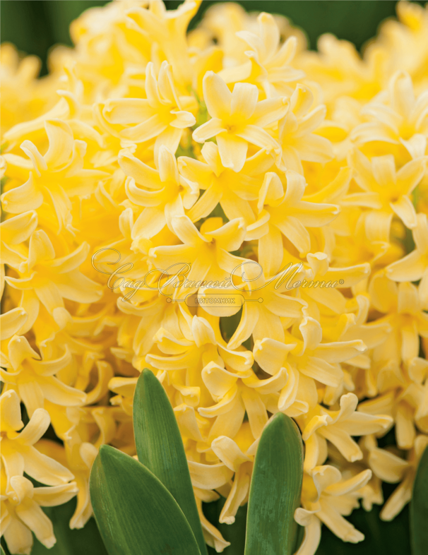 Гиацинт Йеллоустоун (Hyacinthus Yellowstone) — фото 2