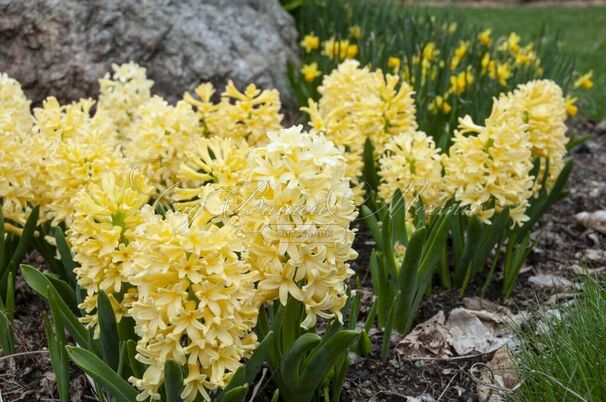 Гиацинт Йеллоустоун (Hyacinthus Yellowstone) — фото 3