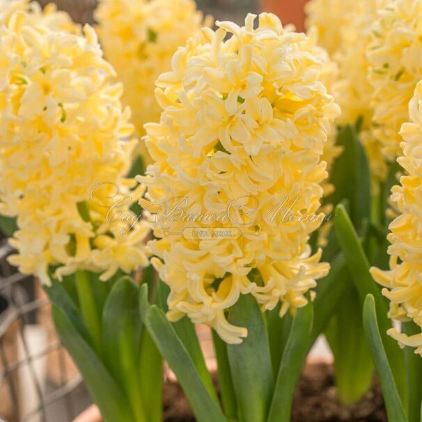 Гиацинт Йеллоустоун (Hyacinthus Yellowstone) — фото 5