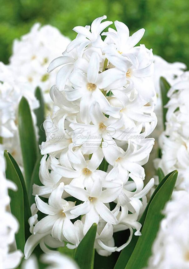 Гиацинт Карнеги (Hyacinthus Carnegie) — фото 4