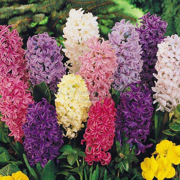 Гиацинт Микс (Hyacinthus Mix) — фото 2