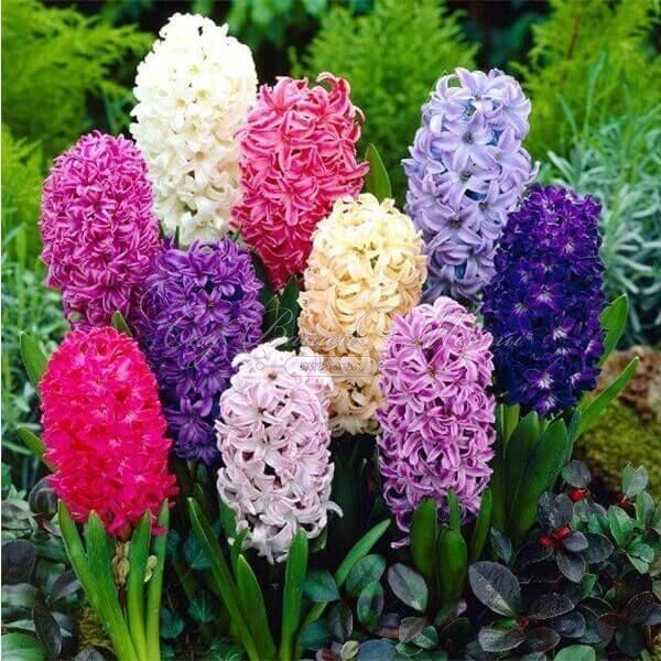 Гиацинт Микс (Hyacinthus Mix) — фото 3