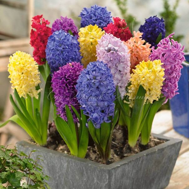 Гиацинт Микс (Hyacinthus Mix) — фото 4