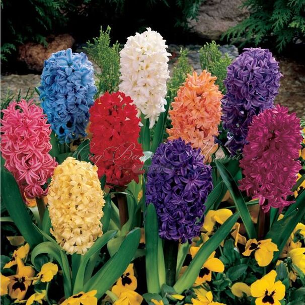 Гиацинт Микс (Hyacinthus Mix) — фото 5