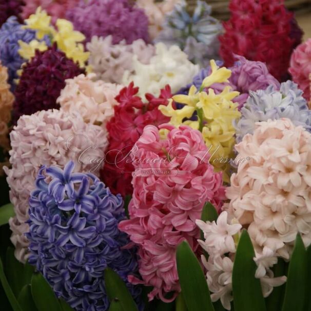 Гиацинт Микс (Hyacinthus Mix) — фото 6