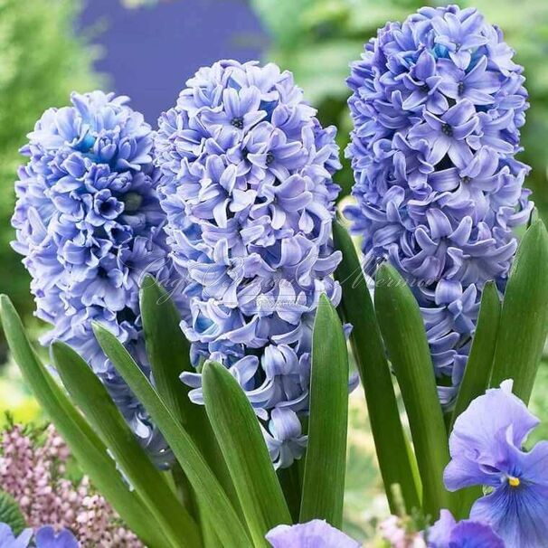 Гиацинт Мультифлора Блю (Hyacinthus Multiflora Blue) — фото 3