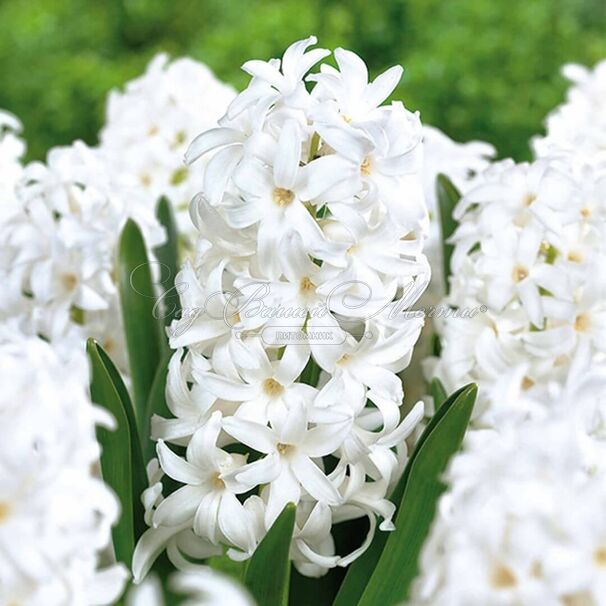 Гиацинт Мультифлора Вайт (Hyacinthus Multiflora White) — фото 2