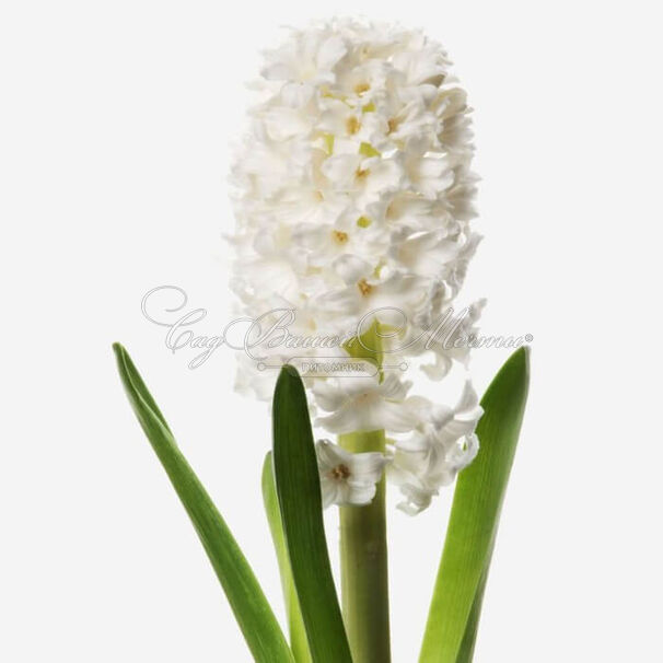 Гиацинт Мультифлора Вайт (Hyacinthus Multiflora White) — фото 4